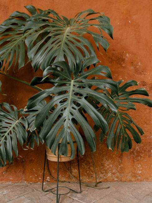 monstera