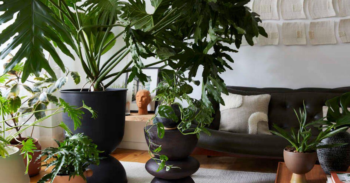plante d'intérieur dans salon