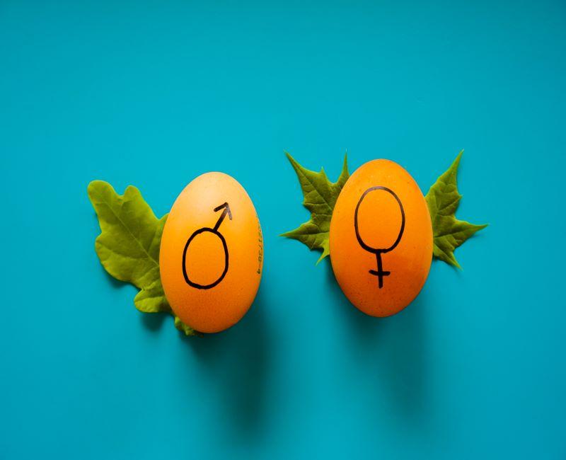 deux oeufs avec les symboles hommes et femmes dessinés dessus