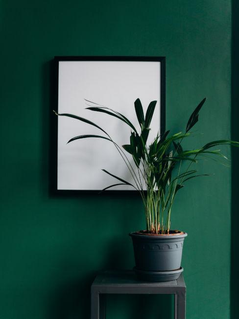 mur vert sapin avec tableau blanc et plante verte