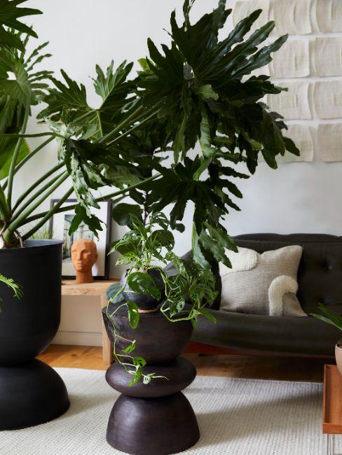 plante d'intérieur exotique, monstera, table basse d'appoint, canapé