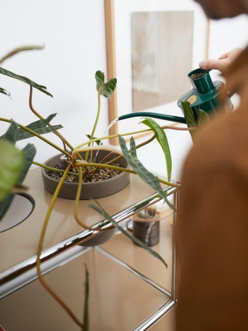 plante d'intérieur exotique, entretien
