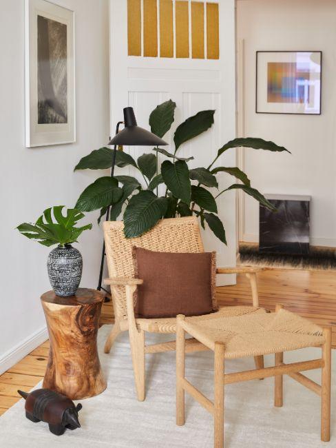 plante d'intérieur exotique