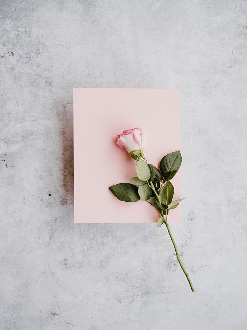 rose sur une carte rose pâle