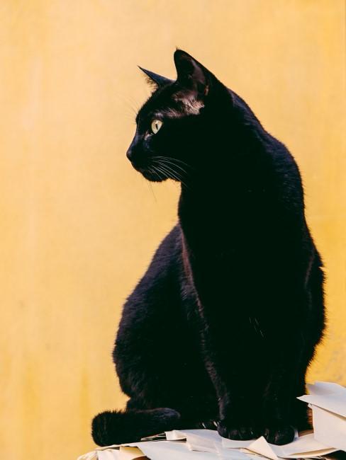 nom de chat, chat noir, fond jaune