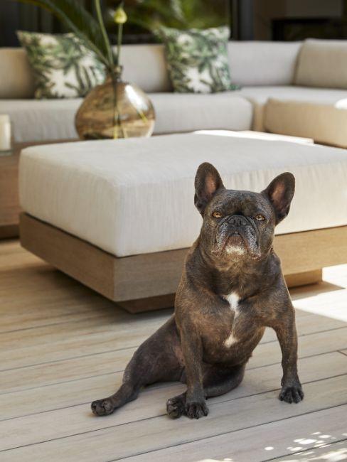 nom de chien male, bouledogue assis