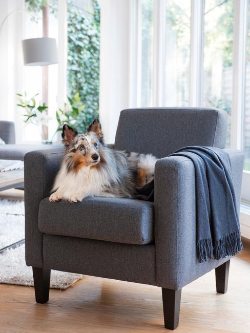 nom de chien femelle, chien sur fauteuil gris