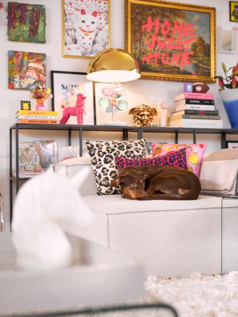 nom de chien femelle, chien allongé sur canapé blanc