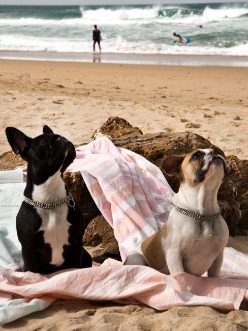 nom de chien femelle, deux chiens sur une plage
