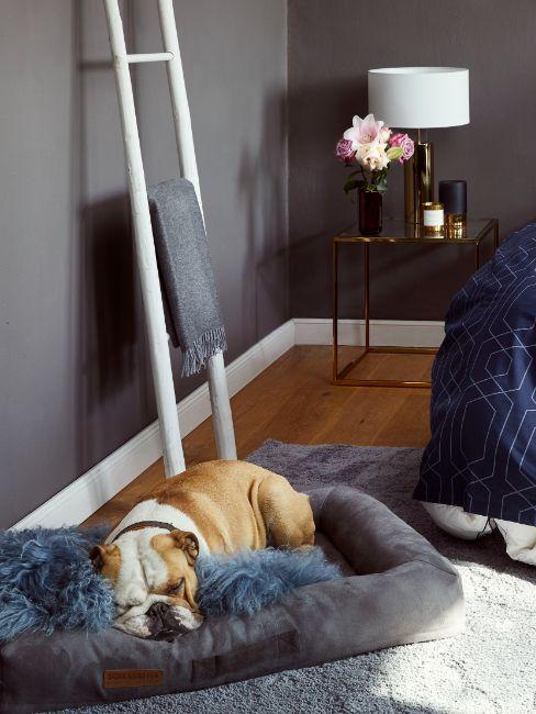 bouledogue qui dort par terre