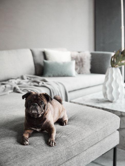 combien de temps dort un chien, canapé gris