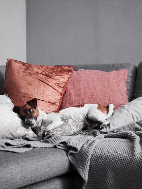 combien de temps dort un chien, canapé gris, jack russell