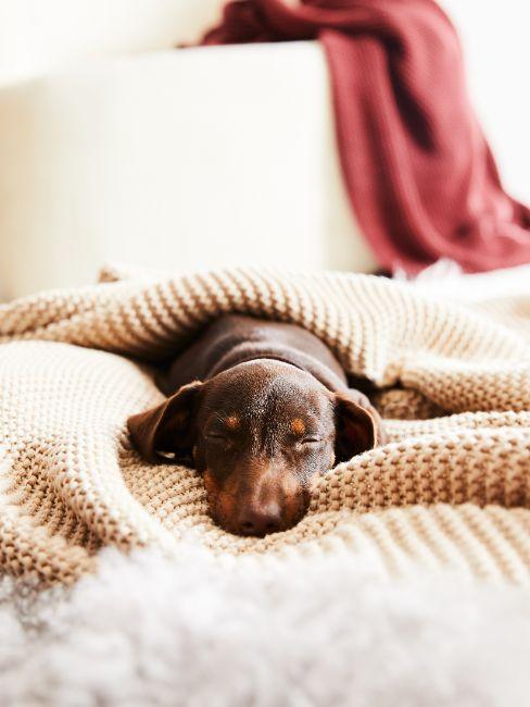 combien de temps dort un chien, chien qui dort