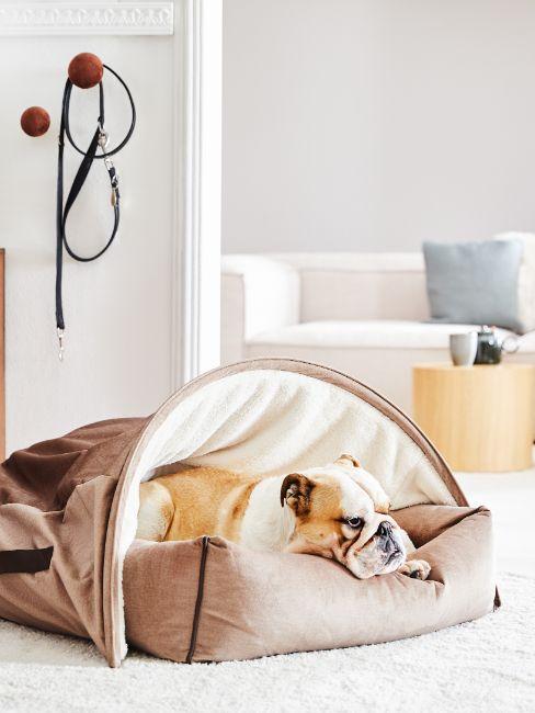 bouledogue qui dort dans un panier
