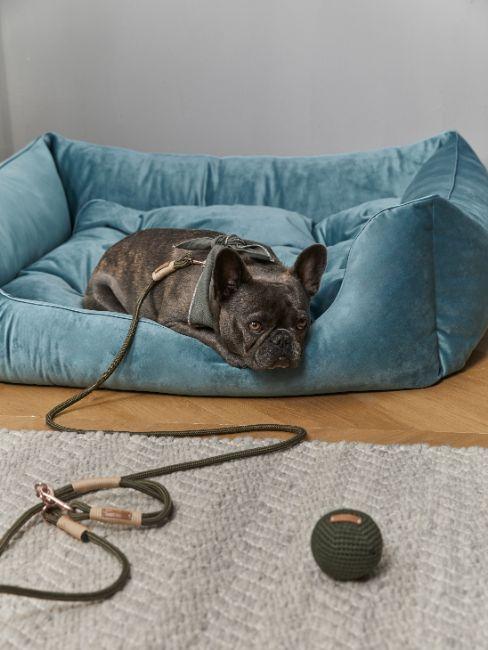 combien de temps dort un chien, chien noir, panier bleu pétrole