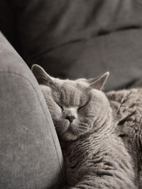 combien de temps dort un chat, canapé gris
