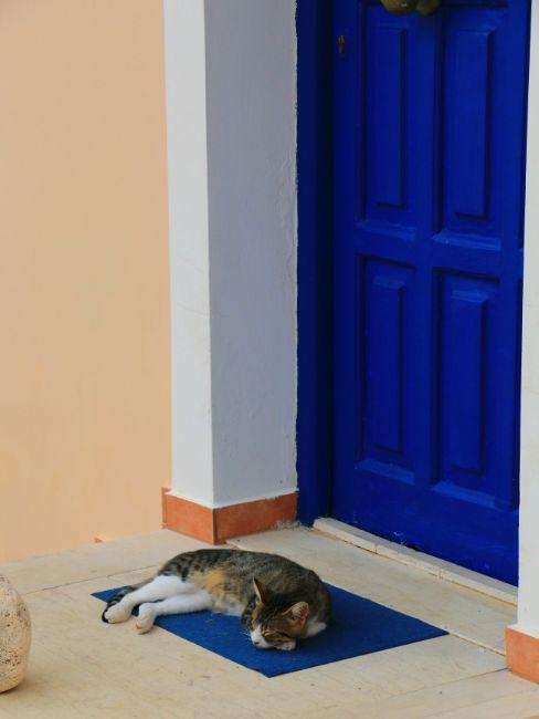 combien de temps dort un chat, porte bleue