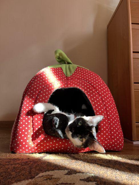 combien de temps dort un chat, tente fraise