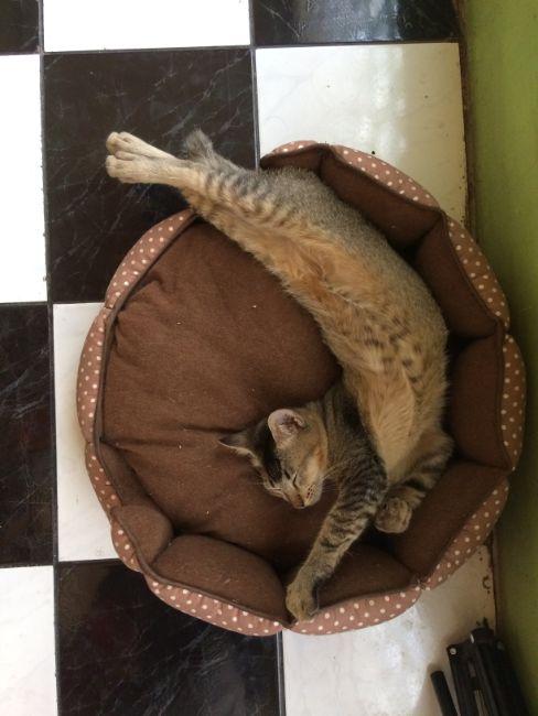 combien de temps dort un chat, panier rembourré