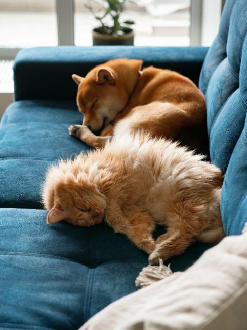 combien de temps dort un chat, canapé bleu pétrole, chat et chien qui dorment