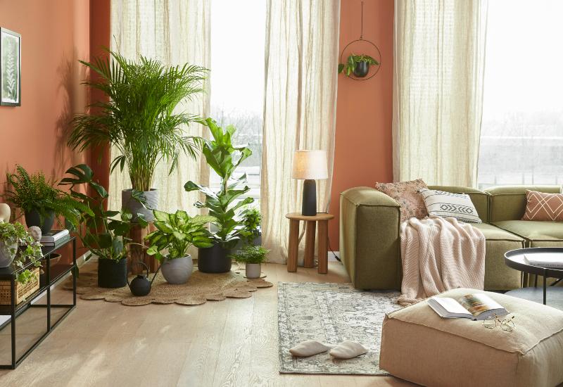 plantes exotiques dans un salon bohème aux murs terracotta clair