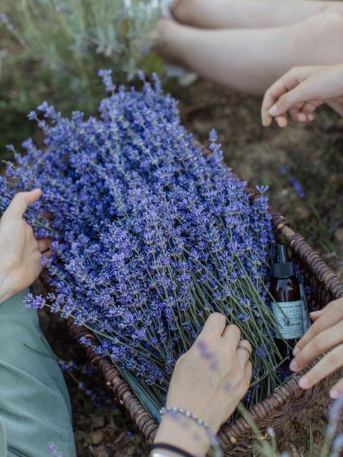 Lavanda per decoro aiuole