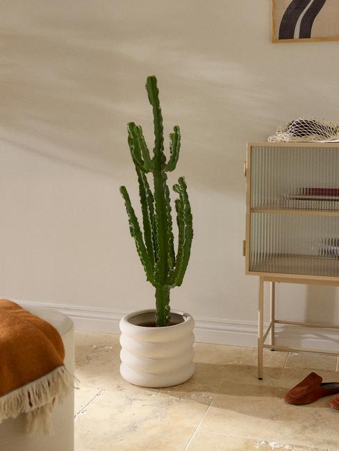 piante grasse da appartamento