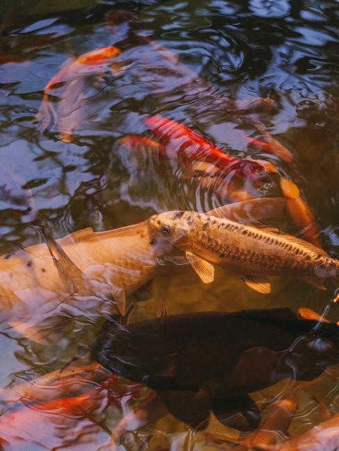 Laghetto per giardino giapponese