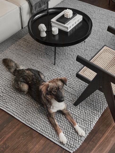 eliminare gli odori in casa