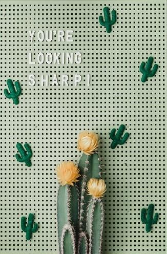pin board con cactus