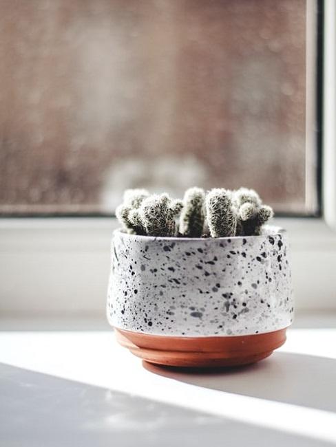 Cactus in casa