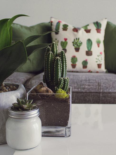 decorazioni con i cactus n soggiorno