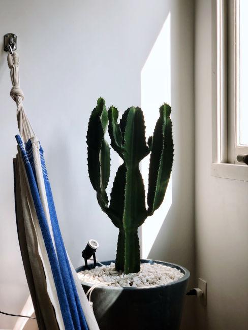 cactus grande in vaso
