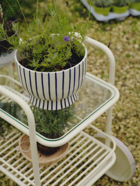 piante sempreverdi da vaso per balcone e giardino