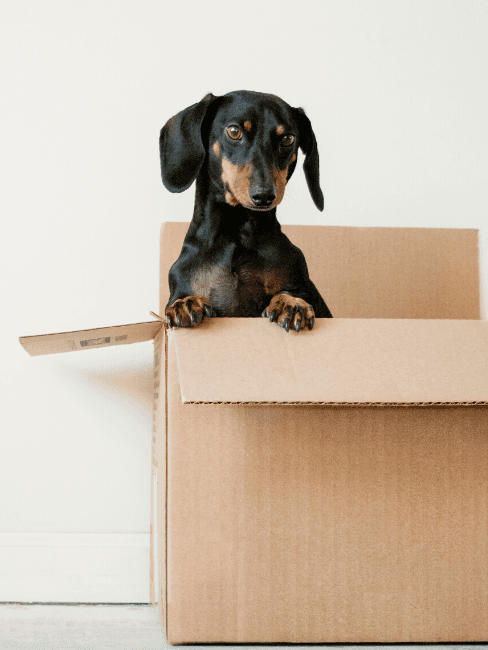Come organizzare un trasloco Bassotto in una scatola