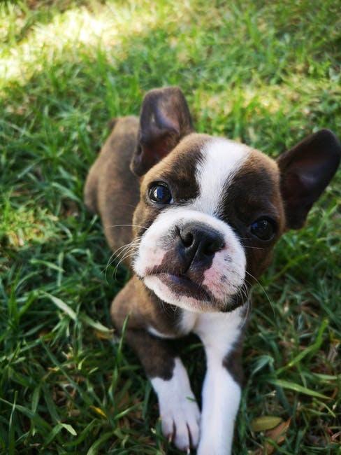 Cucciolo di cane sul prato