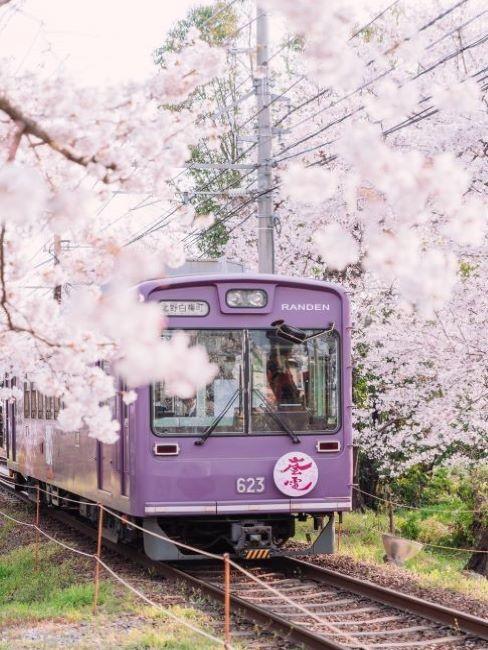 treno lilla in mezzo ai ciliegi in giappone