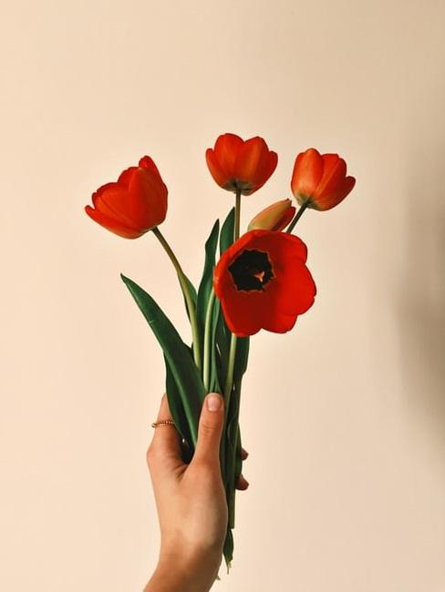 Coltivare i tulipani