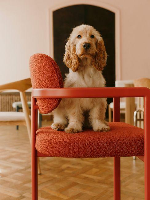 sedia adrian westwing collection