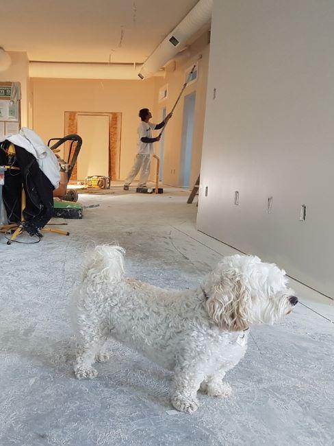 cane bianco in casa in ristrutturazione