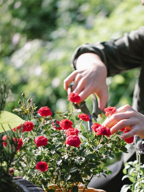 come prendersi cura dei fiori in primavera