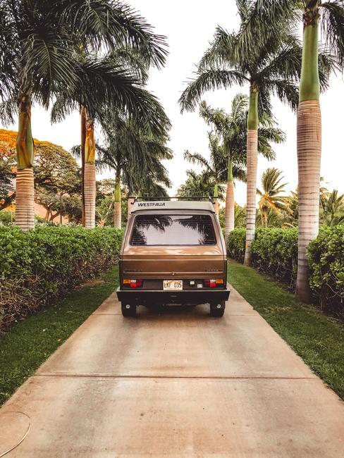 vacanze low cost van in mezzo alle palme