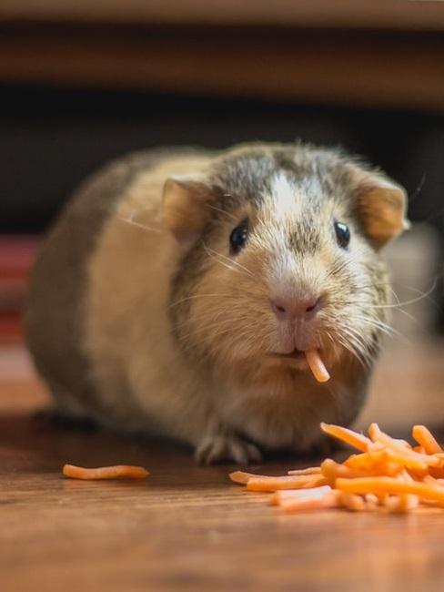 Animali domestici