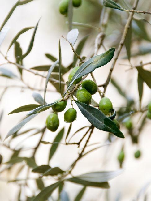 Albero di ulivo