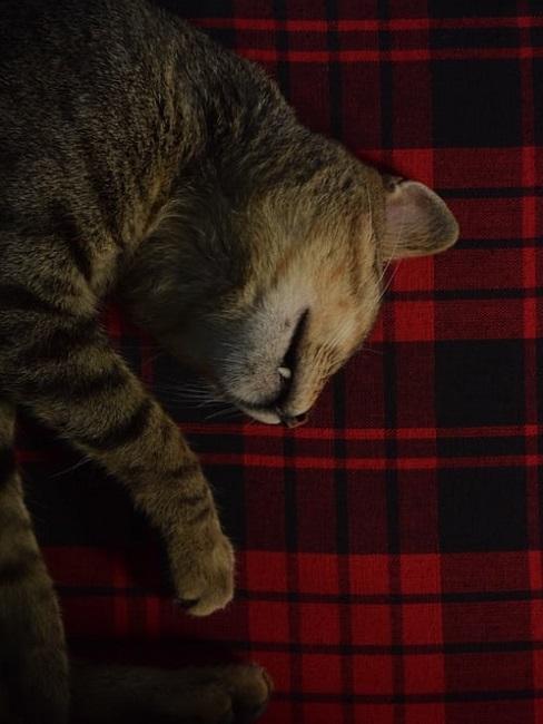 Gattino su plaid in tartan