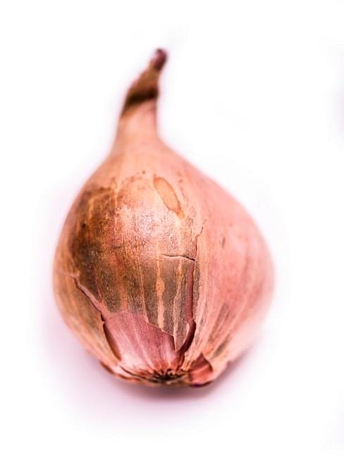 Cipolla