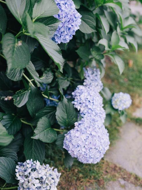 giardino con ortensie