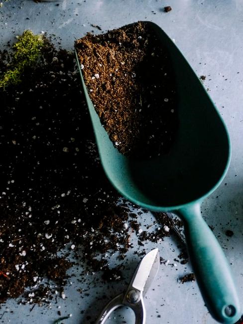 Quando potare le piante