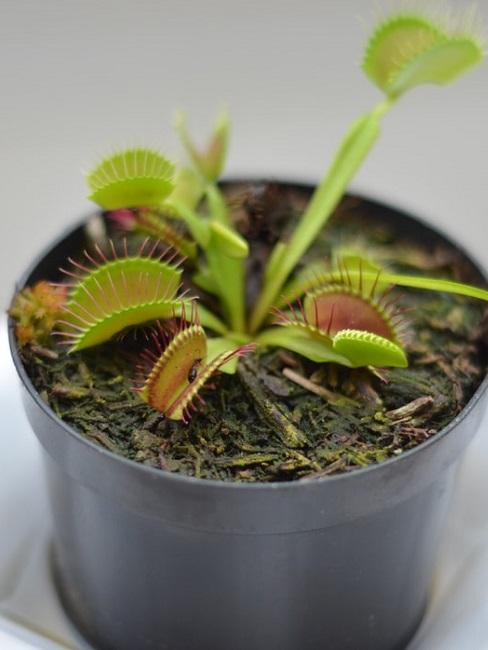 Dionaea Muscipula