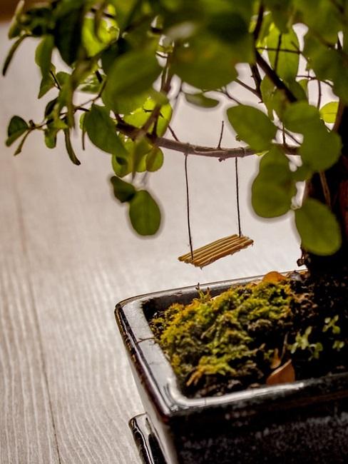 Bonsai come regalo